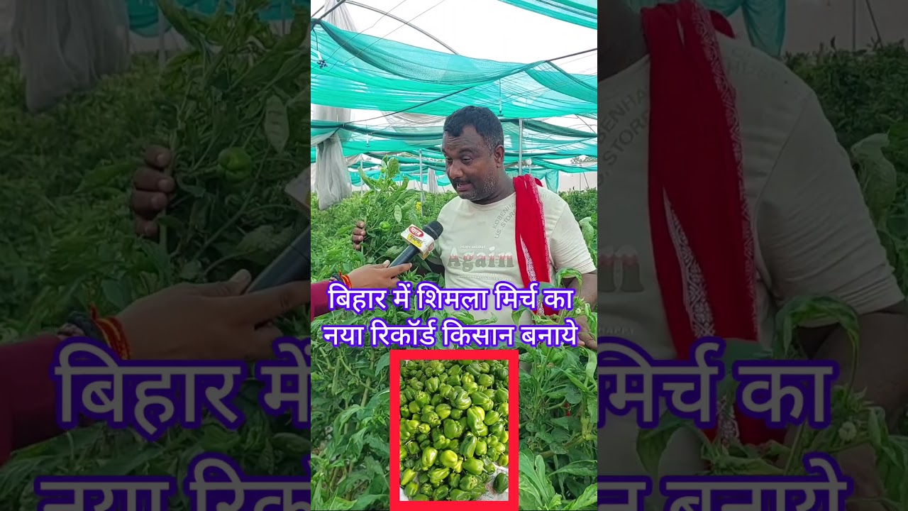 बिहार में शिमला मिर्च का नया रिकॉर्ड किसान बनाये । #शिमला_मिर्च_की_खेती#CapsicumFarming #shorts