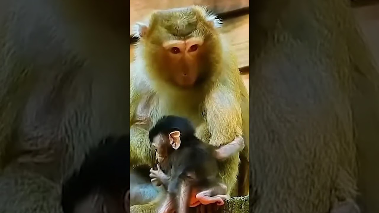 Monkey species: The baby monkey was afraid of heights, and its mother accidentally dropped it.
