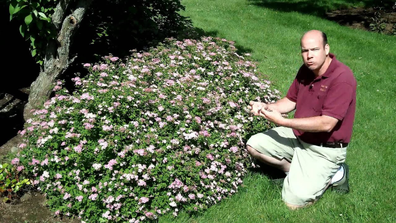 Spiraea japonica 'Little Princess' - Little Princess Japanese Spirea | Summer Flowering Shrub