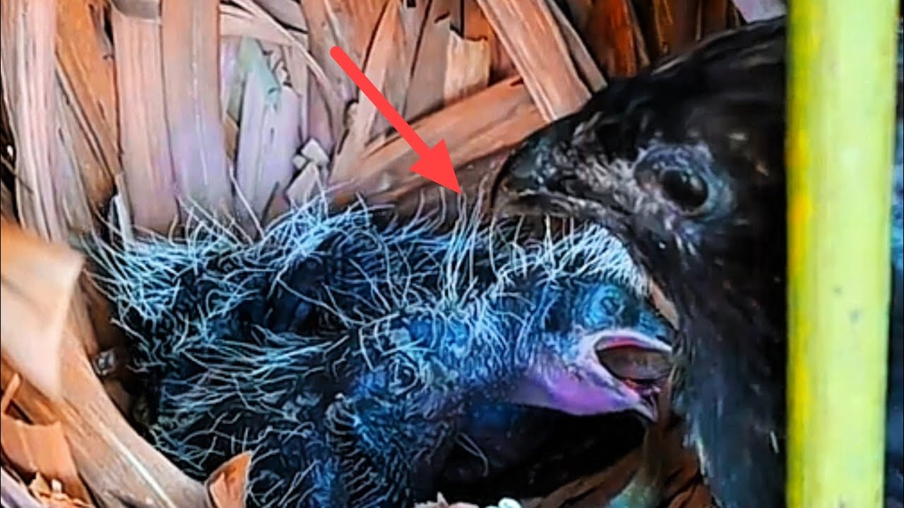 DETIK-DETIK BAYI BURUNG TUMBANG
