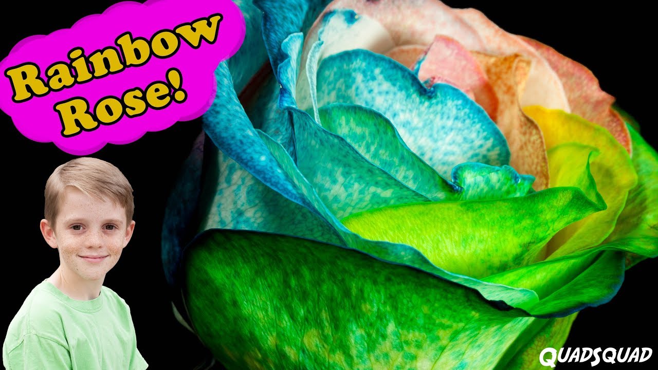 Rainbow Rose - Science Project to Color Flowers
