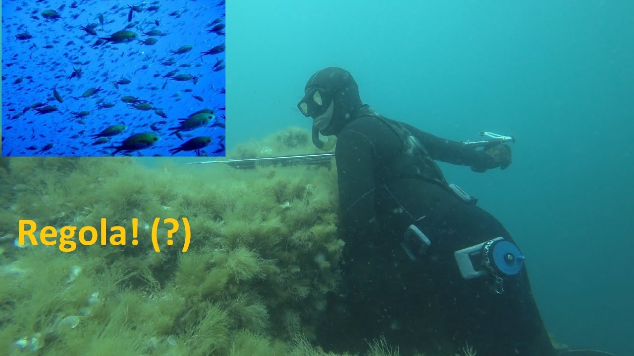 Pesca in Apnea - Aspetto e Mangianza: regola (?)