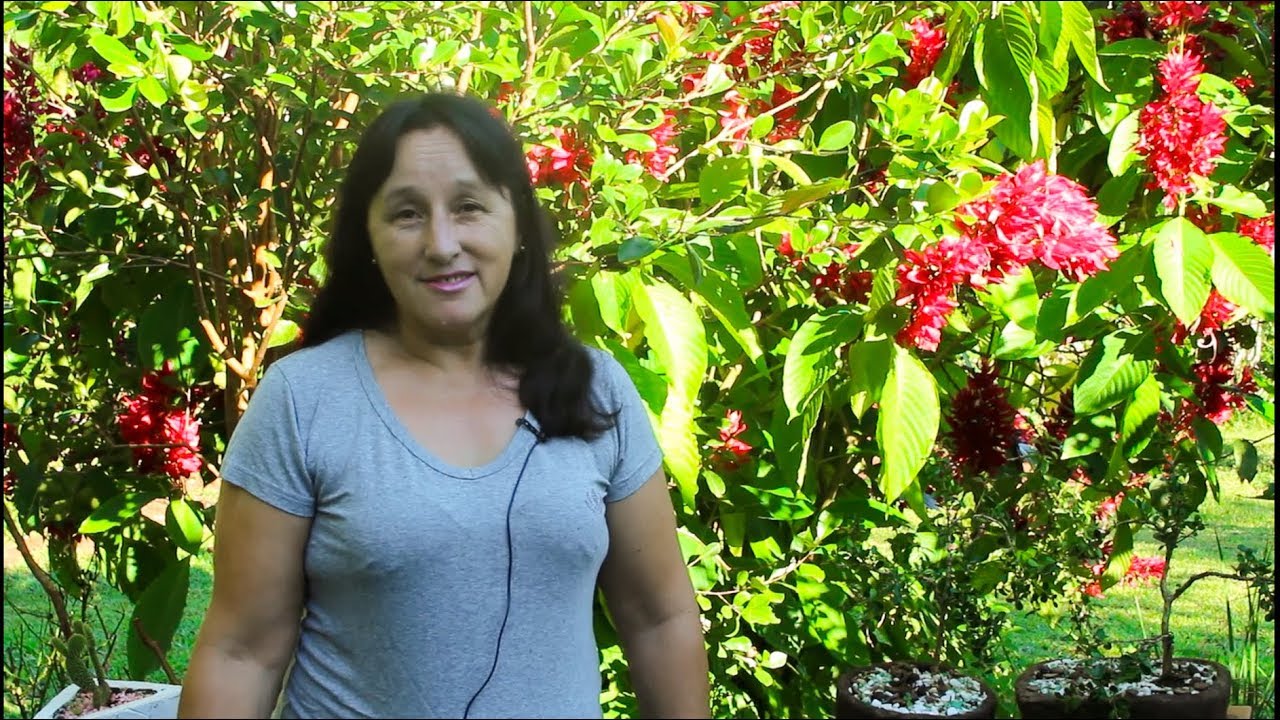 MEUS BEBÊS BONSAI!!!