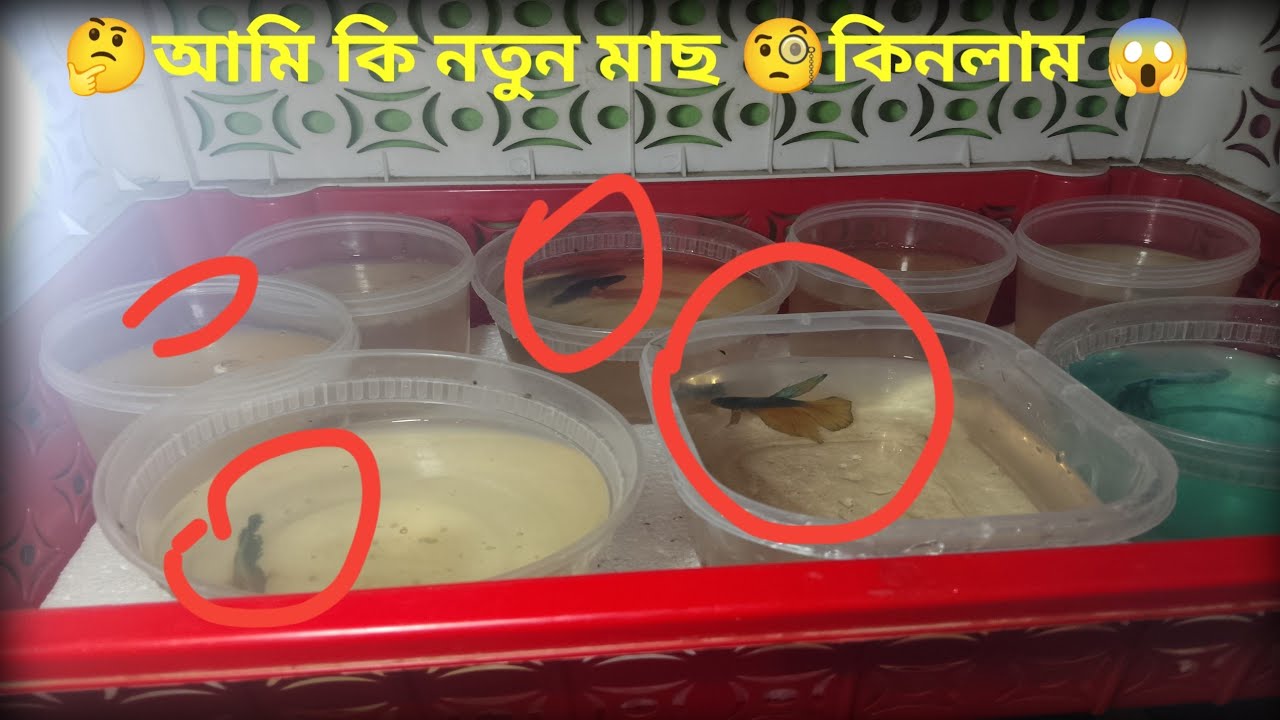 🤔 আমার নতুন মাছের ভিডিও আমি🧐 কি মাছ কিনলাম 😱😱