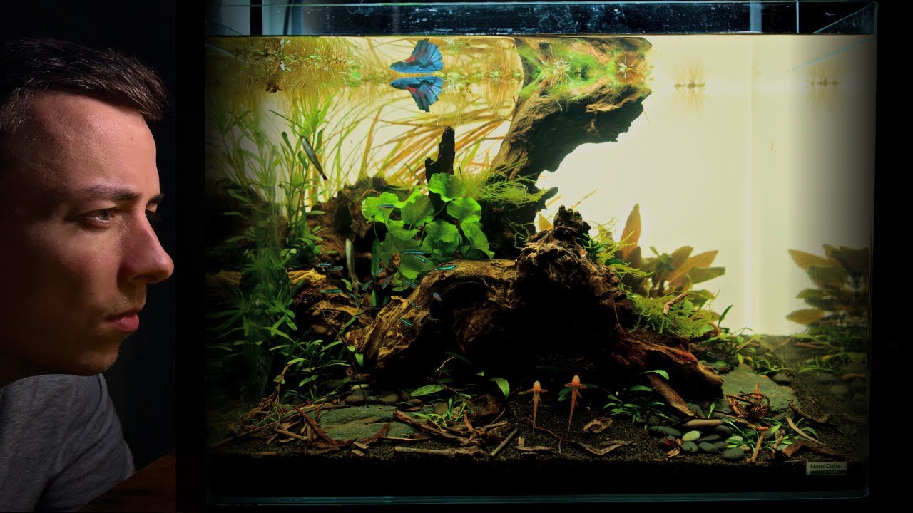 THE BETTA COMMUNITY TANK: NO CO2 ''Blackwater'' & Planted Aquascape Tutorial