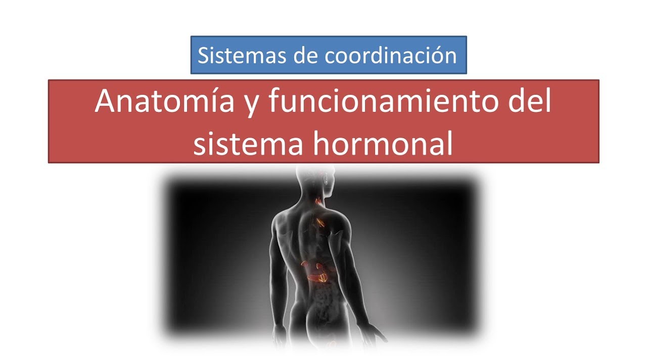Anatomía y funcionamiento del sistema endocrino.