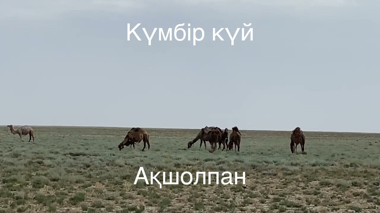 Мәменнің күйі Ақшолпан, орындаған Айгүл Батырхайырова