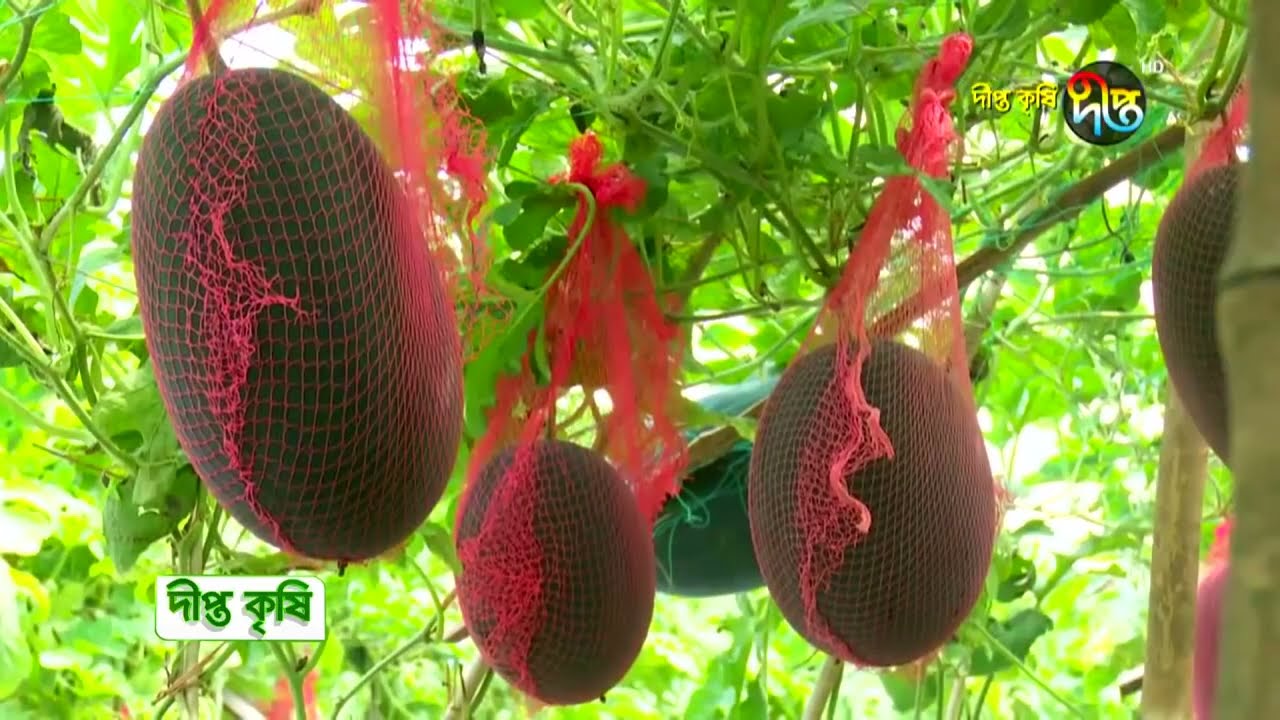 Deepto Krishi l ব্ল্যাক বেবি তরমুজ চাষে সফল খামারি জানালেন ব্ল্যাক বেবি তরমুজ চাষের সঠিক পদ্ধতি