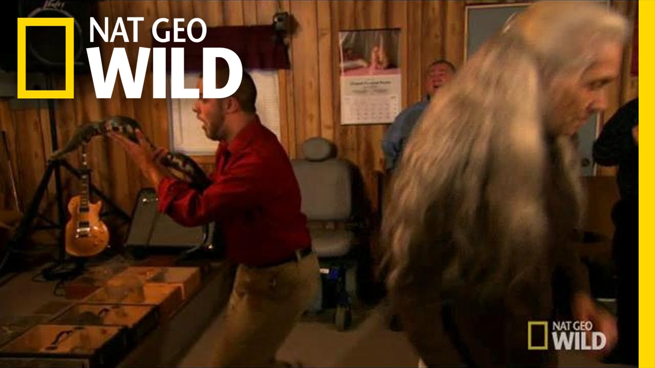 Snake Handling | Animal Underworld