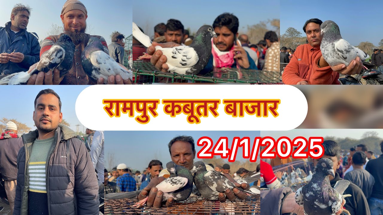 रामपुर कबूतर बाजार Rampur kabootar bajare 24/1/2025