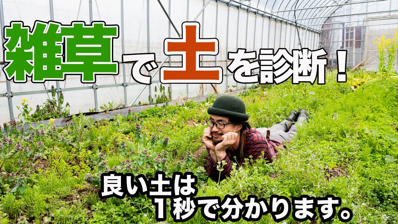 【雑草で土壌診断】育つ土、育たない土、誰でもできる見分け方教えます