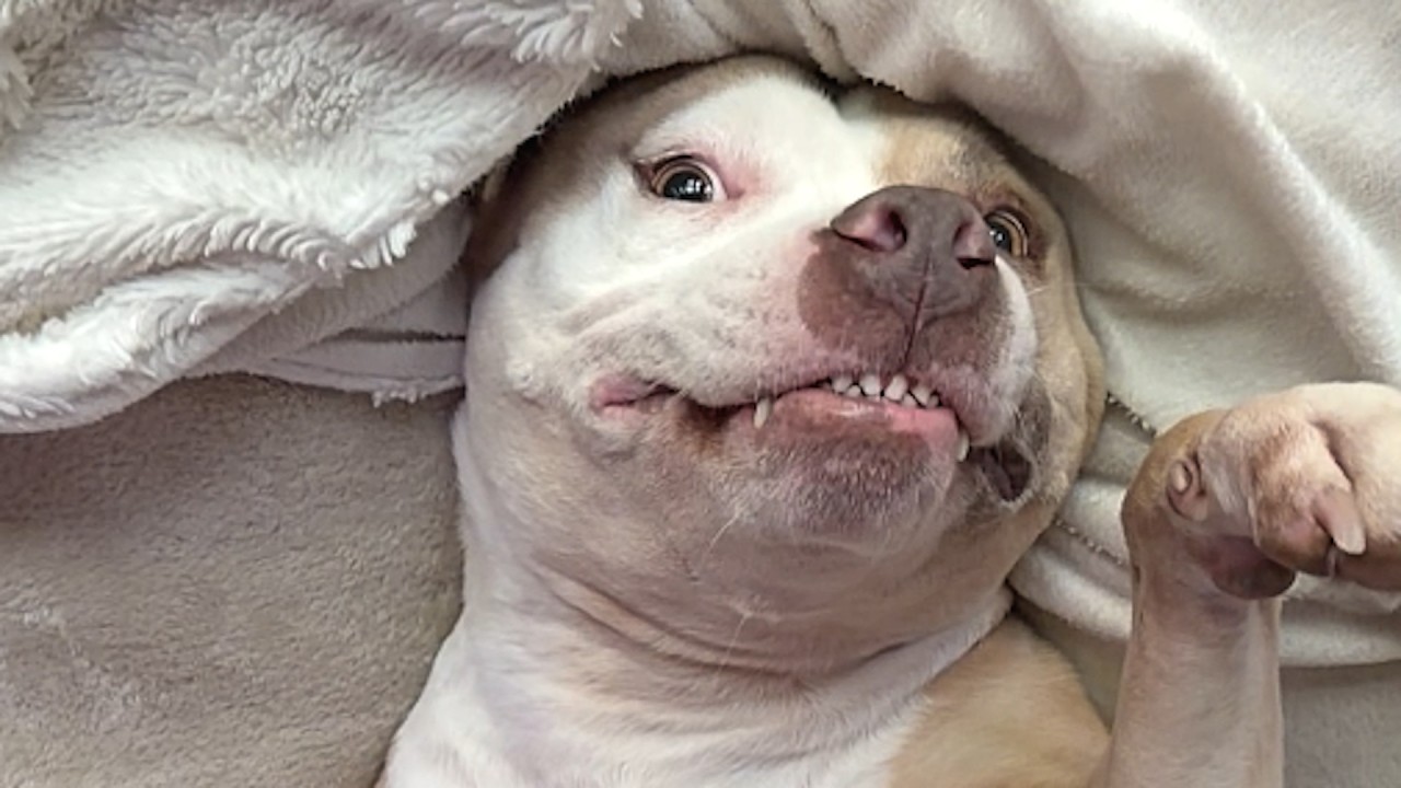 Rescue dog walks in and realizes she finally has a home