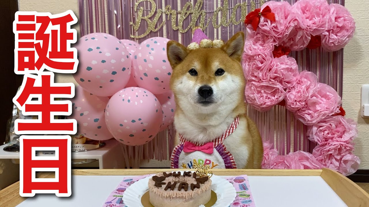 【柴犬】5歳の誕生日！大好きな愛犬を盛大にお祝いしました！