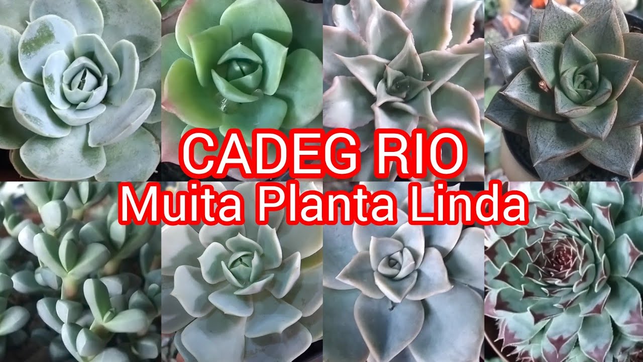 CADEG-O maior distribuidor de plantas do Rio!#fypviral #fypp #plantas#flores#vida#cactos #suculentas