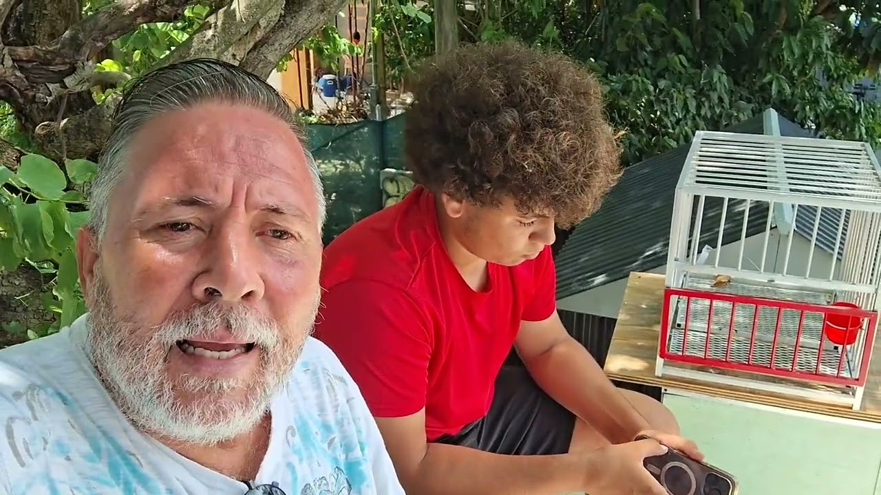 UN PALOMERO QUE PROMETE!!!Un joven palomero con talento.PROMESA DE LA COLOMBICULTURA CUBANA.👋🤨🇨🇺💪💪💪🎥
