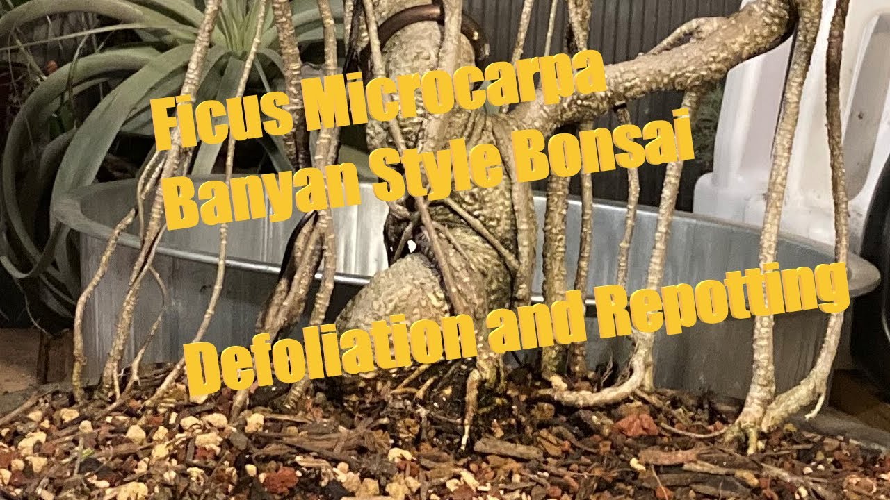 Banyan Style Ficus Microcarpa Bonsai