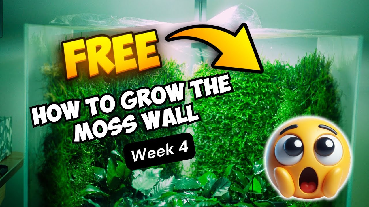 Best way to grow your aquarium moss  | Week 4