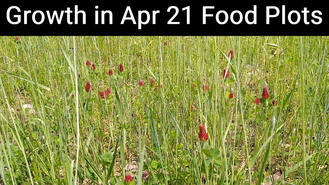 Spring Food Plot update 2021
