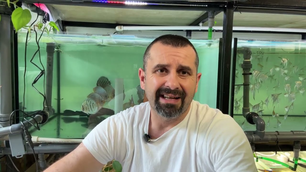 Pseudo hodowle i wysokiej jakości specjaliści.