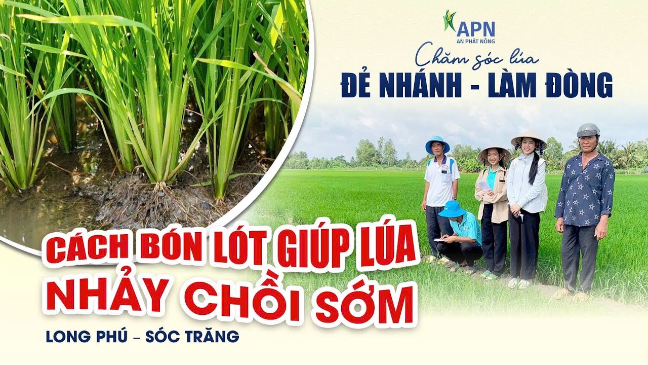 APN - CHĂM SÓC LÚA ĐẺ NHÁNH – LÀM ĐÒNG | CÁCH BÓN LÓT GIÚP LÚA NHẢY CHỒI SỚM
