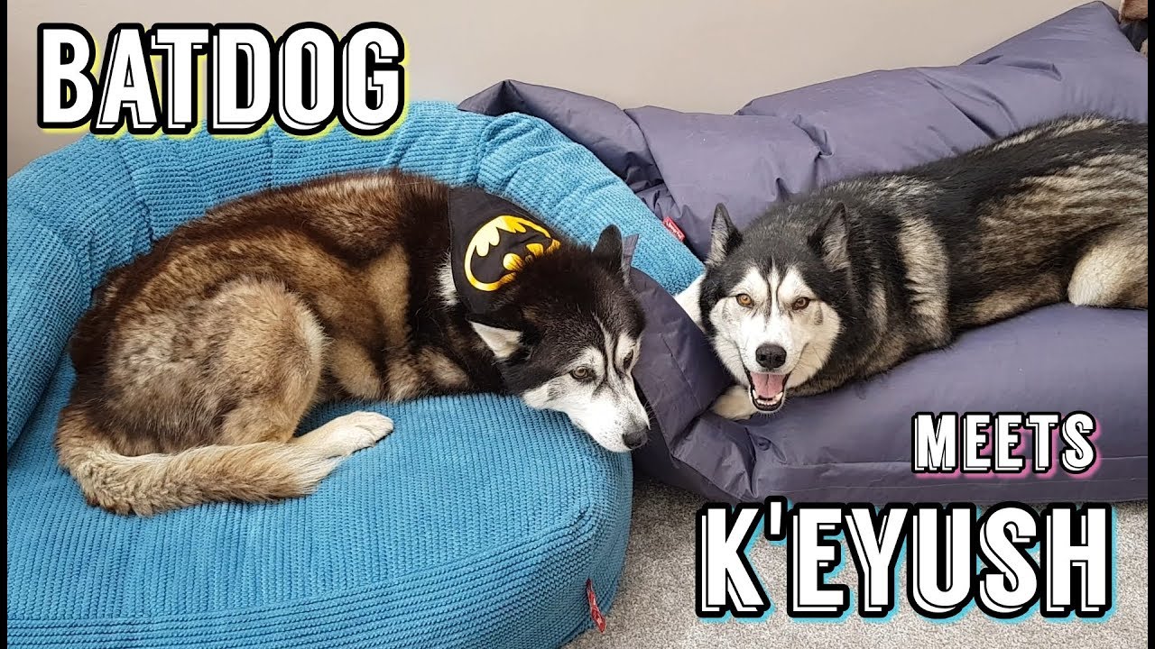 Batdog meets Keyush | Superhero meets Superstar