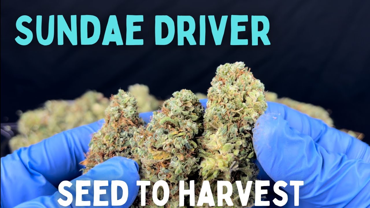 Grow Pheno Seeds Sundae Driver (Seed To Harvest)