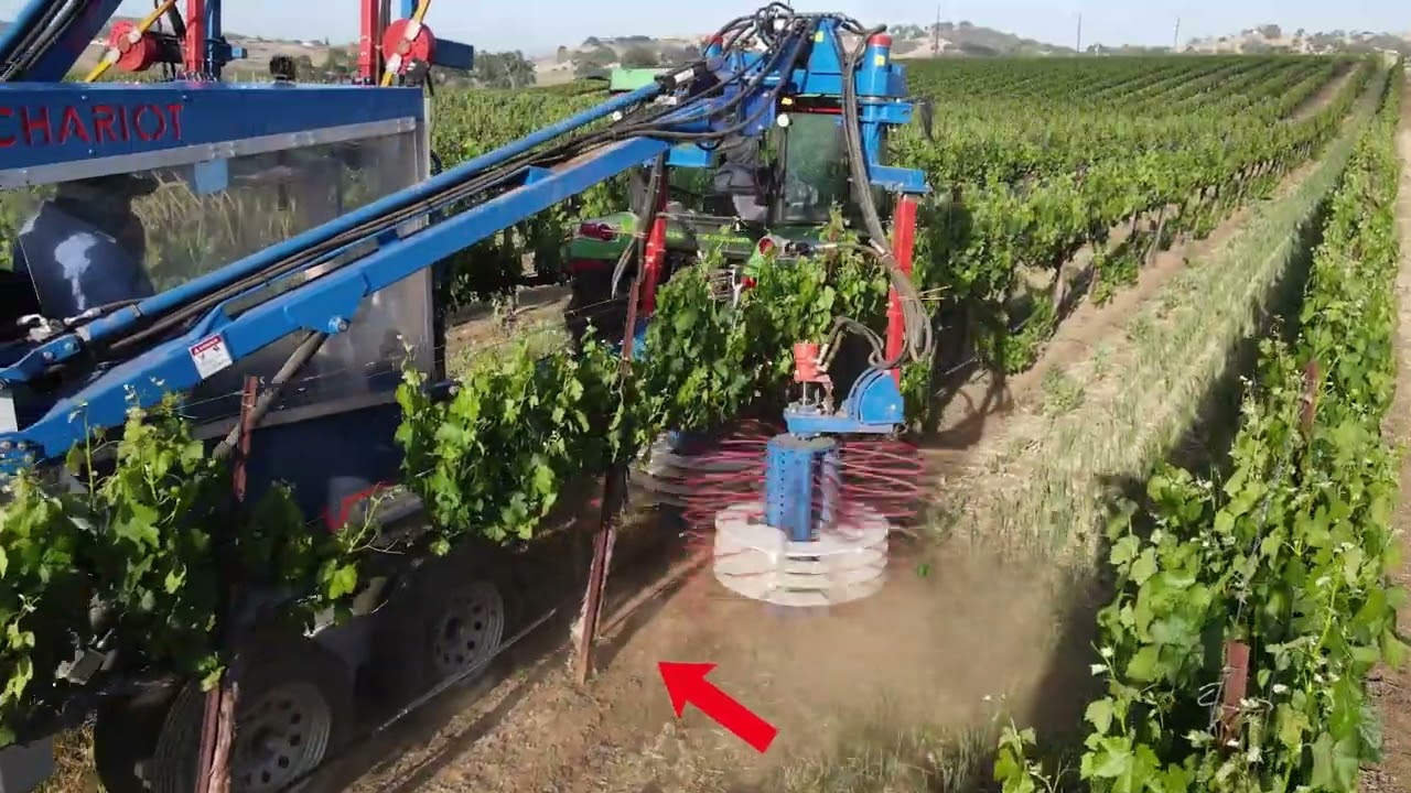 Optimum Mechanization in The Vineyard