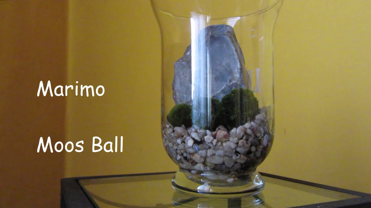 Marimo Moos Ball - Pflege und Biofilter fürs Aquarium