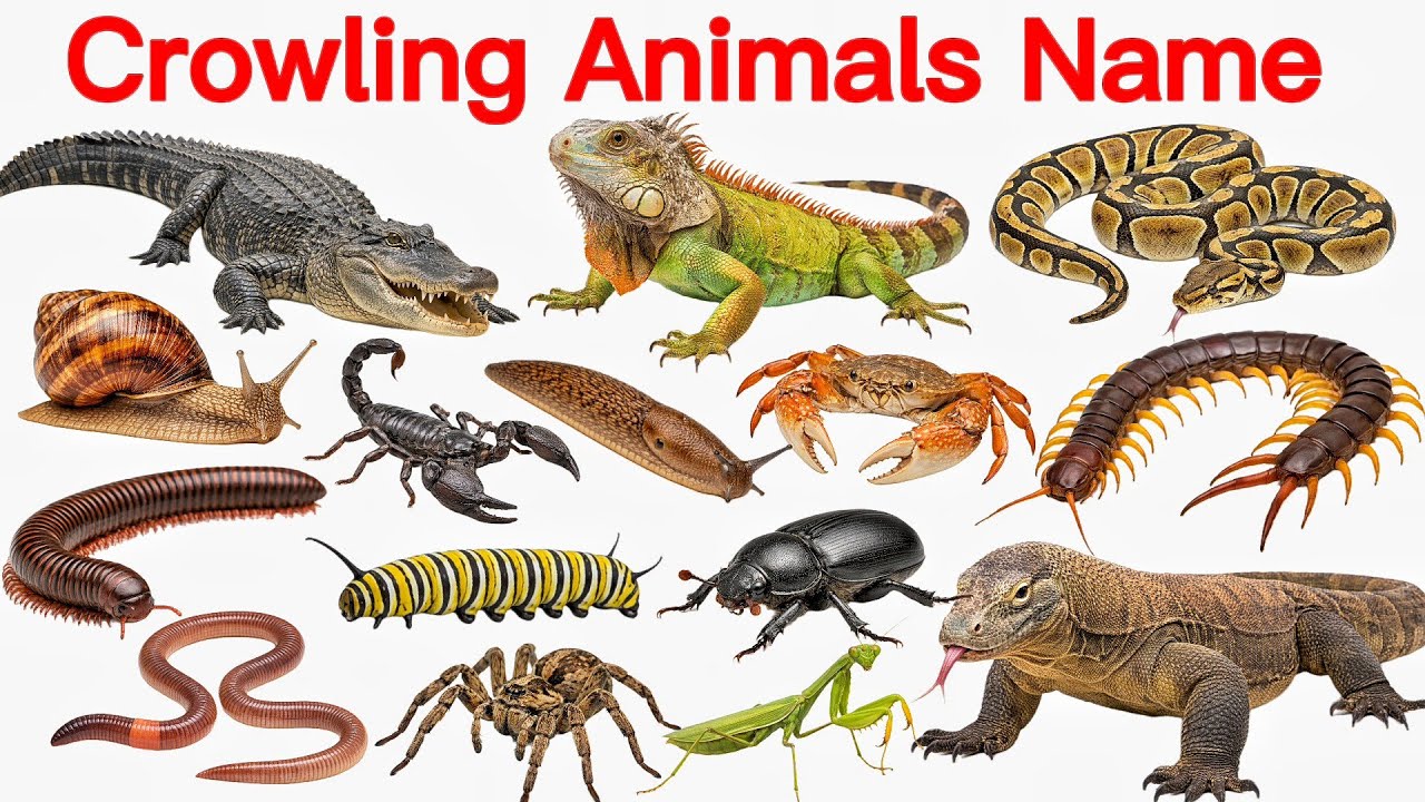 25 Crowling Animals Name English to Hindi | रेंगने वाले जानवरों के नाम | Crowling Animals for Kids 