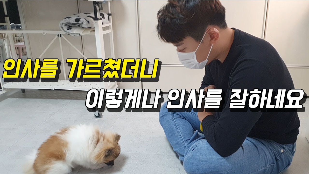 어린 강아지에게 인사를 가르쳤더니 이렇게나 인사를 잘하네요..개인기는 덤이에요.. (Feat. 포메라니안 너구리)