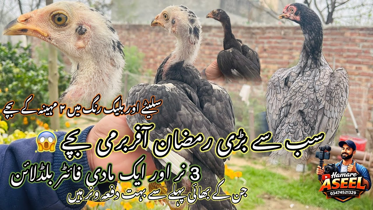 |رمضان آفر برمی بچے فائٹر بلوڈلائن |دو مہینے کے بچے بھی لگا کر دیں گے|جن کے بھائی سیزن کے ونر ہیں |