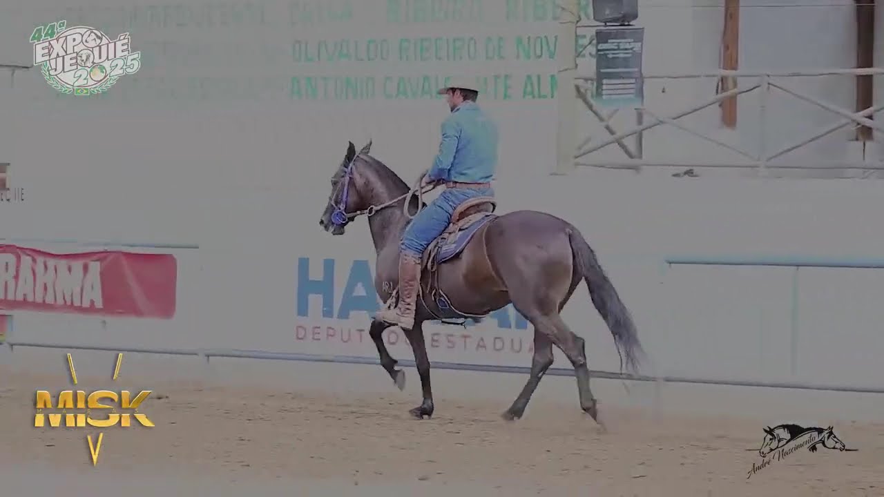 EMOÇÃO ARJ -FIlha de uma das melhores matrizes da raça no bi campeão Iraque Pontal #abccmm #misk