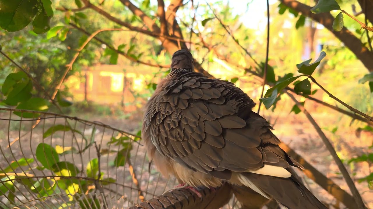 My Lovely Bird 4K Video 
