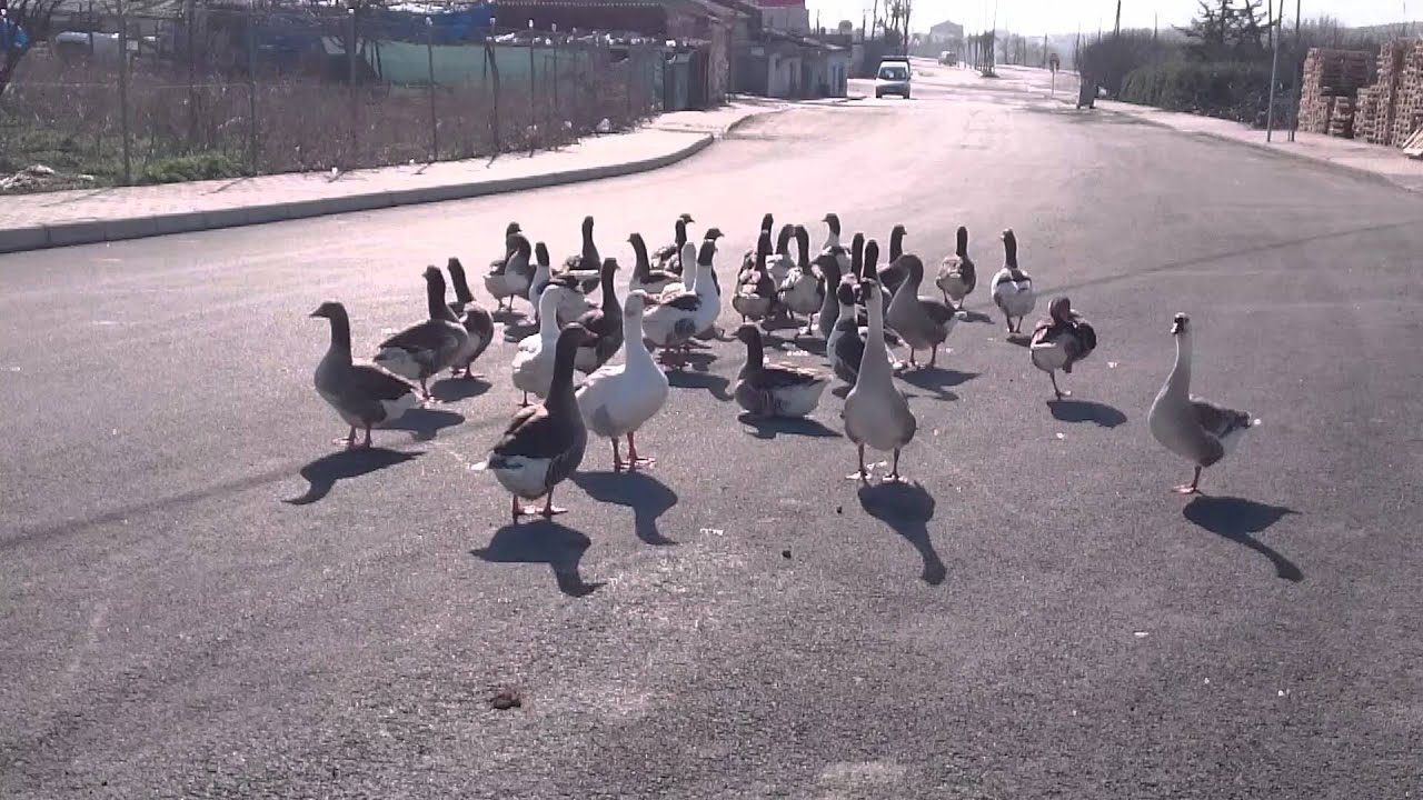 kaz uçarmı