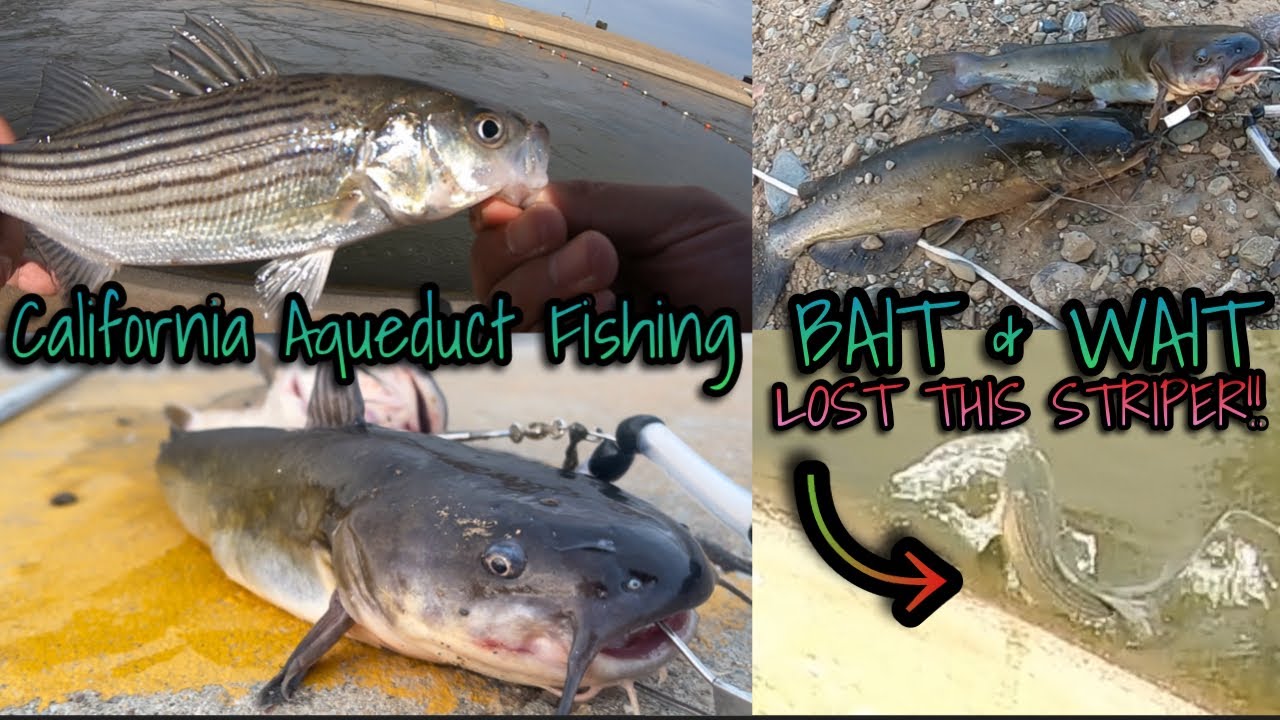 California Aqueduct Fishing 2023 - BAIT & WAIT ACTION - STRIPERS & CATFISHES