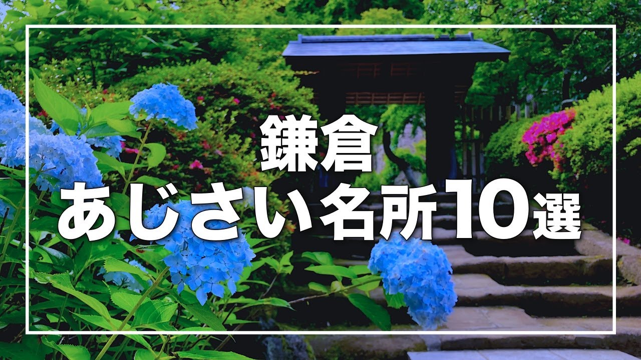鎌倉あじさい名所 10選 2021｜見頃の明月院・長谷寺ほか｜Kamakura Hydrangea｜湘南デート飯