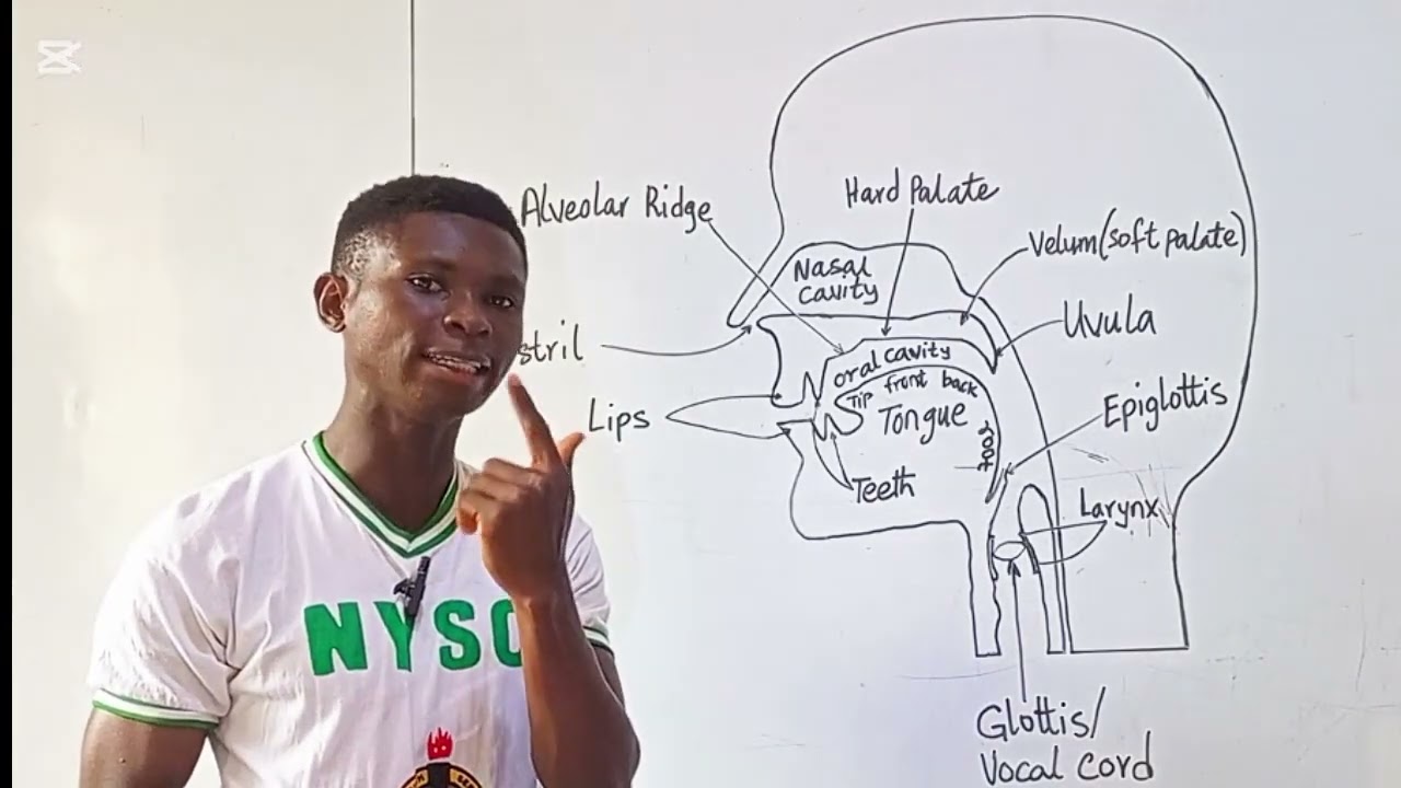How to identify the organs of speech 