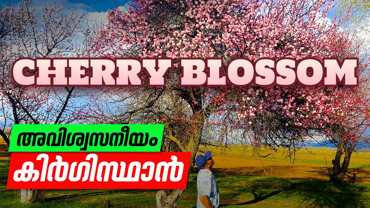 അവിശ്വസനീയം കിർഗിസ്ഥാൻ | Kyrgyzstan Travel Guide Malayalam | Shazka Canyon Issyk Kul Cherry Blossom