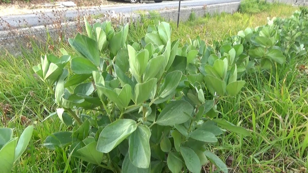 【自然農】2025年2月7日 絹さや花が咲く！極早生玉ねぎ収穫【natural farming】