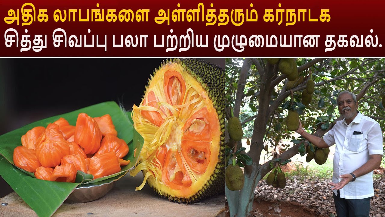 அதிக லாபங்களை அள்ளித்தரும் கர்நாடக சித்து சிவப்பு பலா பற்றிய முழுமையான தகவல்.