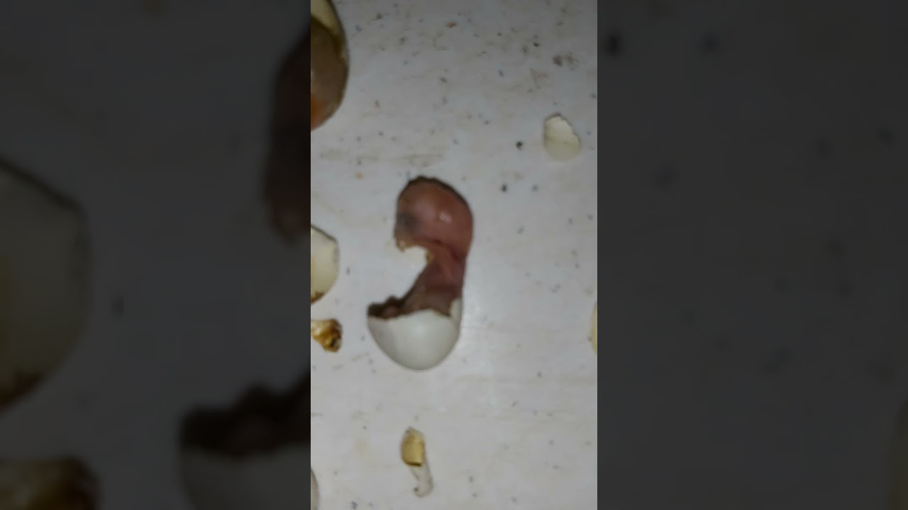 DEAD IN SHELL 😔 LOVEBIRD BABIES