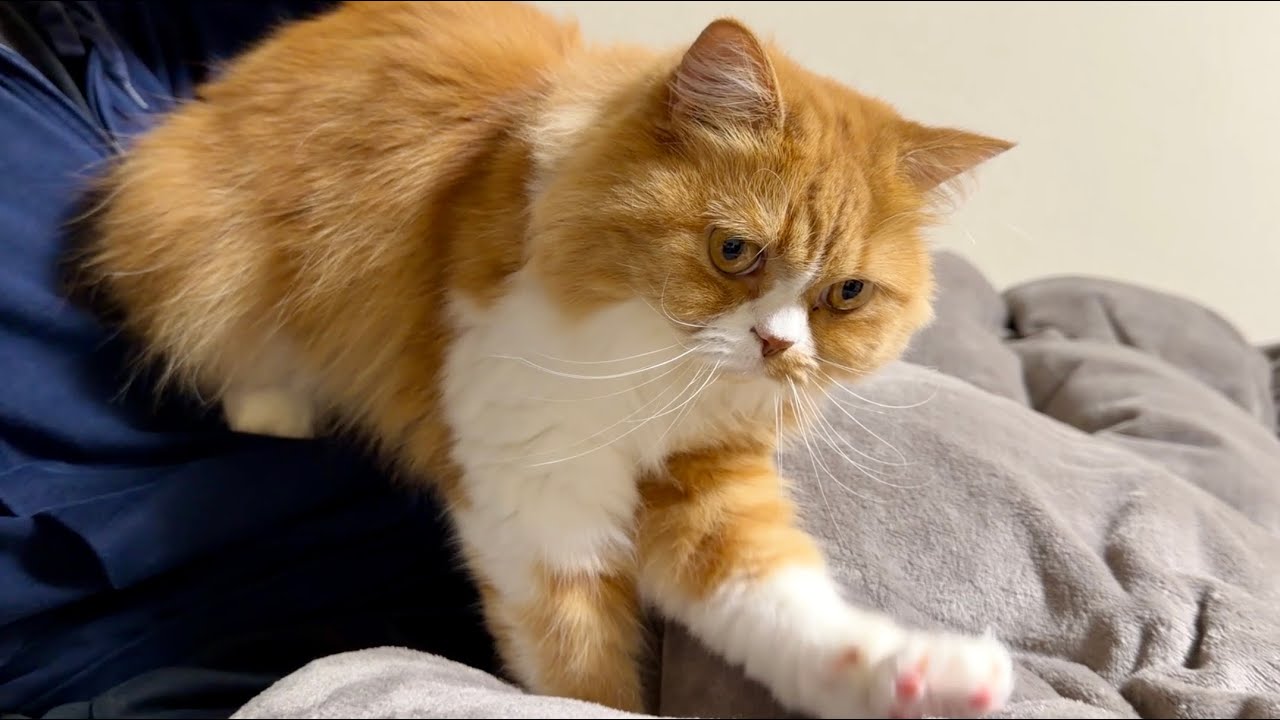 ねこと一緒に過ごすいつもの夜