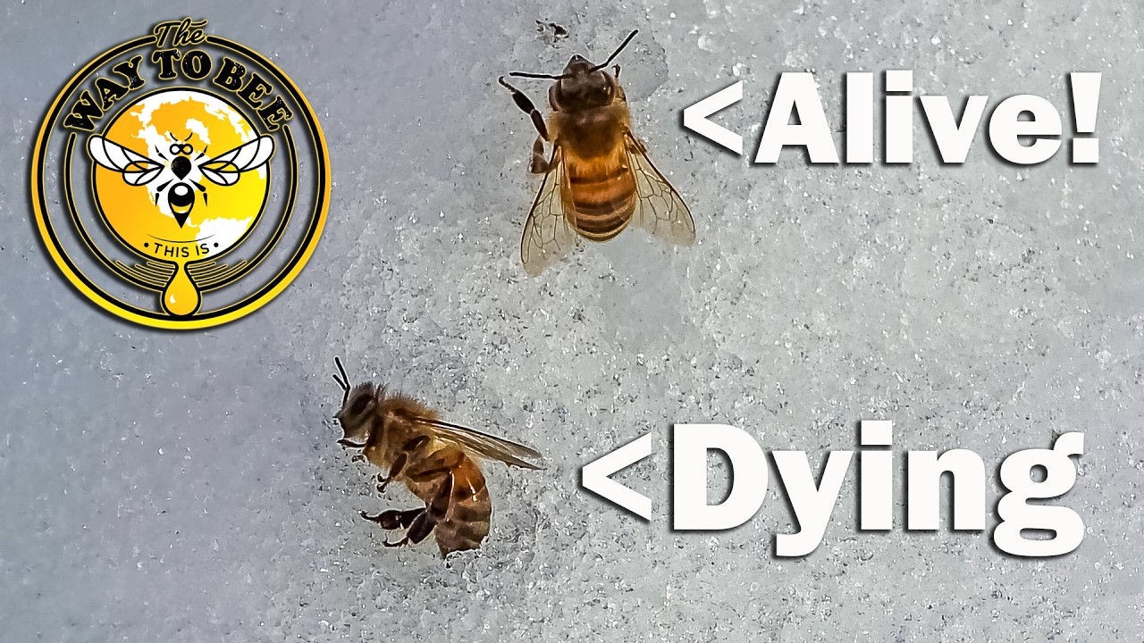 Emergency Feeding Hive Checks Dead or Alive, Hive By Hive