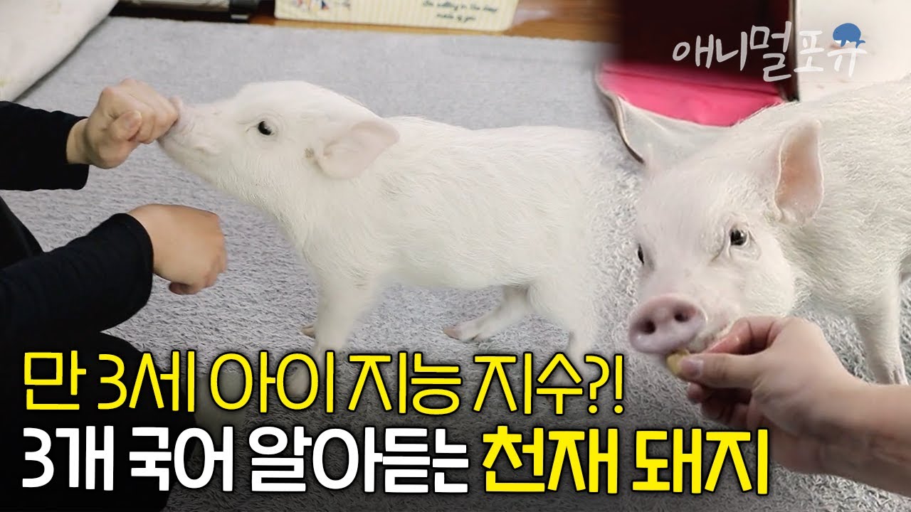한국어, 영어, 일본어 알아듣는 천재 돼지가 있다?! IQ 70-85라는 미니피크 복남이🐽💗 | KBS 류수영의 동물티비 210605 방송