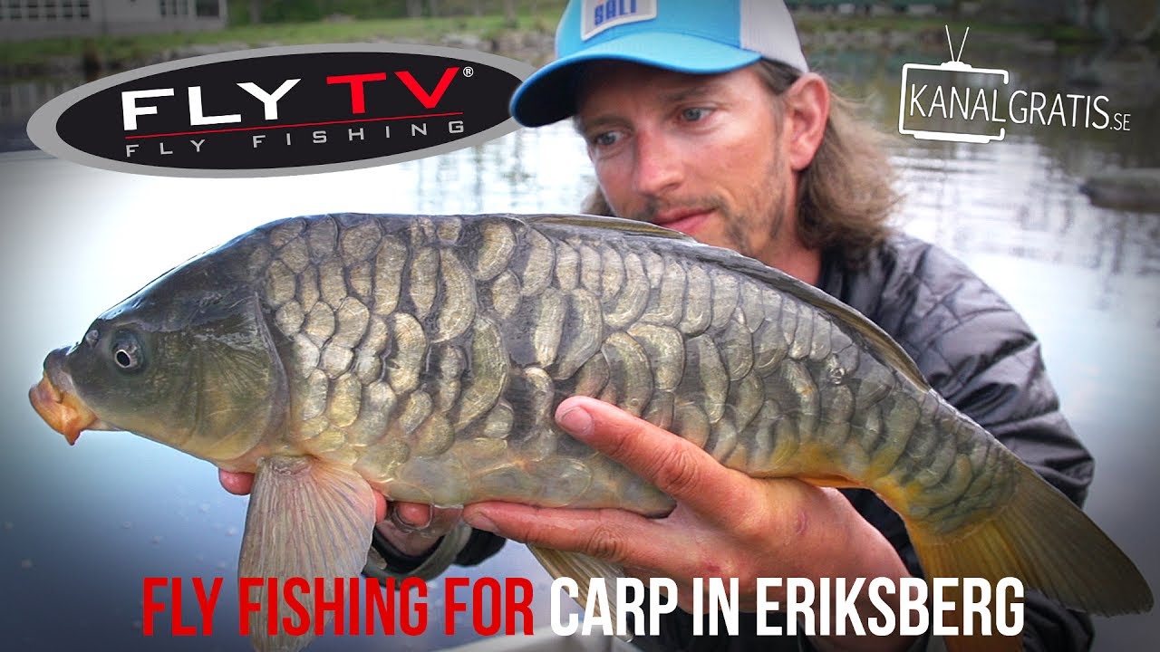 FLY TV - Fly Fishing Carp in Eriksberg