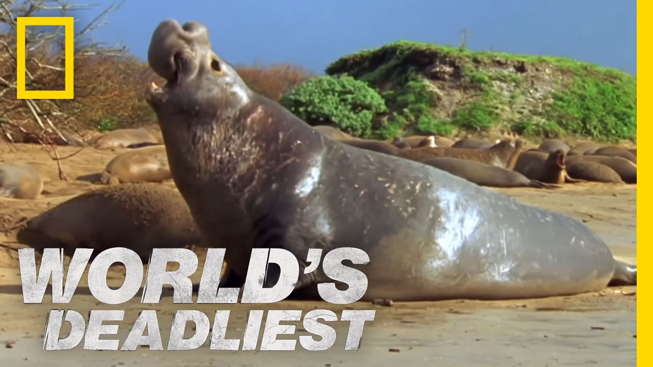 Elephant Seal vs. Elephant Seal | World's Deadliest
