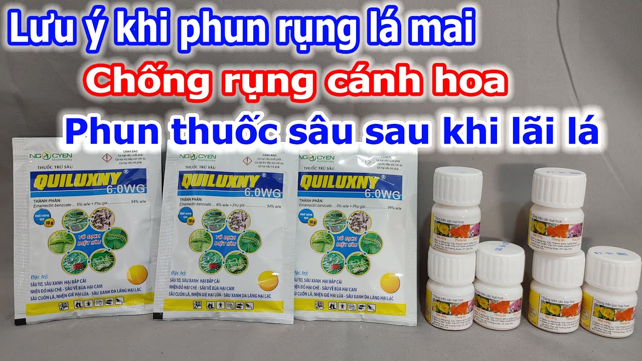 Lưu ý khi phun rụng lá mai, chống  rụng cánh hoa