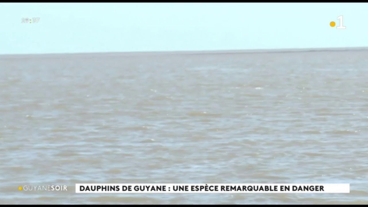 Dauphins de Guyane : une esp&egrave;ce remarquable en danger