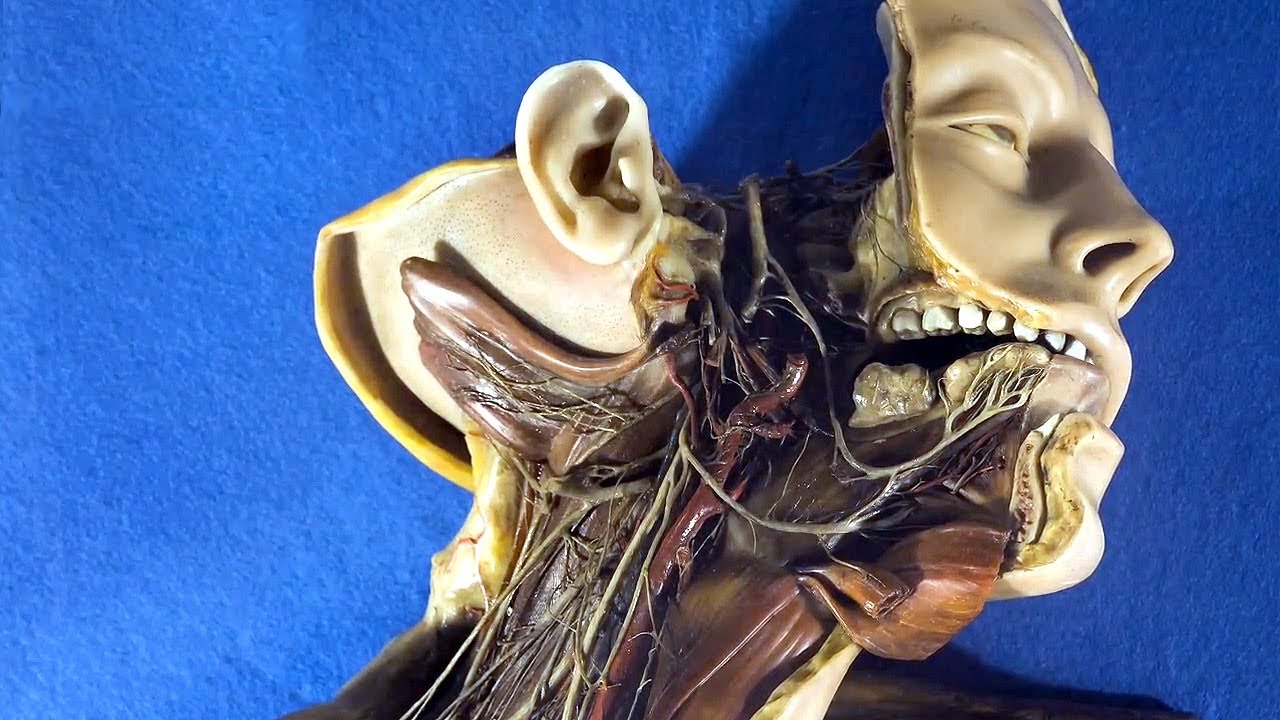 How to Make a Wax Model