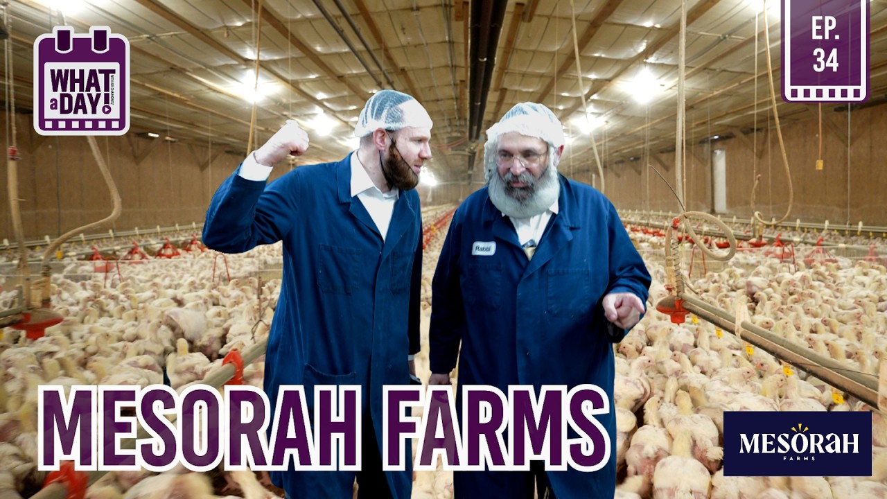 OVER 30,000 CHICKENS A DAY - די מהודר׳דיגע שחיטה - MESORAH FARMS #whataday EP.34 | YIDDISH